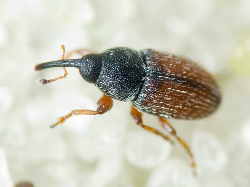 Mecinus pascuorum (Gyllenhal, 1813)